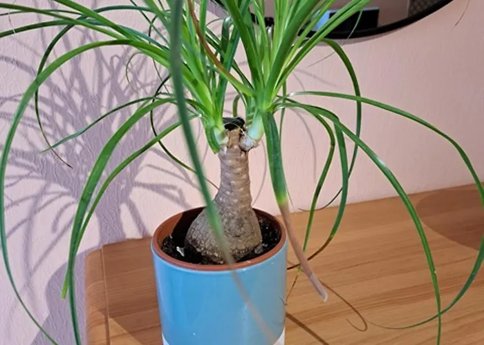 아파트 A Jean De Monts Avec Balcon Et Wifi - Fr-1-323-508 생장드몽